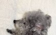 강남구 청담동 고가 MRI· 뇌척수액 검사 전문 동물병원에서 검사 후 걷지 못하게 된 우리 강아지 이야기