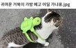 귀여운 거북이 가방 메고 어딜 가냐옹?