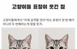 고양이 표정 특