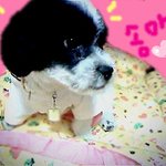 유기견<b>송아</b>를소개합니다^^~♥