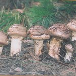 송이<b>버섯</b> 판매