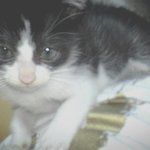 태어난지4개월된우리길냥이.. 지금병원에입원해있어요