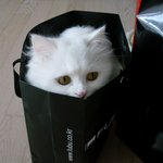 사진有) 터키쉬 <b>앙고라</b> 맞나요?