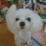 (<b>송파구</b>)강아지 잃어버렸어요.