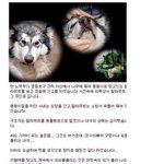 <b>개들</b>의 슬픈 4가지.......