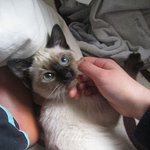 우리아로어떻게하나요 ㅜㅜ옳은선태좀주세요 ㅡ