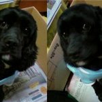 우리<b>아지</b>를 찾아주세요