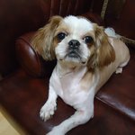 덕소역 에서 발견한 어린 <b>시츄</b>의 주인을 찾습니다.