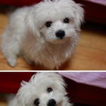 남아 찾습니다... 인천 <b>부평</b> 삼산동 체육공원쪽에서 잃어버렸어요...
