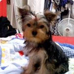 서울시 강남구 <b>대치</b>1동 6월 20일 일요일 잃어버린 강아지 ,,...