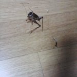 곱등이와 사투 사진有