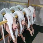 인간<b>빨래</b> 커커컥~