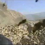 벌떼의 <b>습격</b>!!