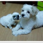 <b>야순</b>이와 야미