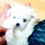 너무이쁜 강아지 (말티즈) <b>분양</b>합니다