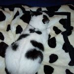 <b>보호색</b>이란 이런 것!