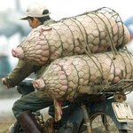 불쌍하긴 한데...<b>웃음</b>이 나..