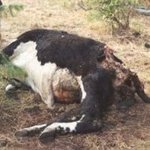 왜 외계인들은 애꿎은 <b>가축</b>들을 죽이지??