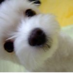강아지 <b>얼짱</b>