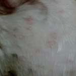 강아지<b>피부병</b>..잘아시는분 도와주세요ㅠㅠ