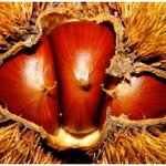 밤의 속껍질, 율피를 주목하라 ~~~ !