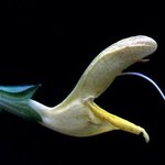 남자  꽃뱀에게 물렸습니다