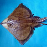 홍어<b>삼합</b>,좋아하시나요 ?