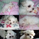 완전소중한 우리말썽꾸러기 <b>짱아</b> 자랑