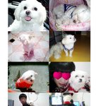 완전소중한 우리삐<b>순이</b> 봄양 자랑