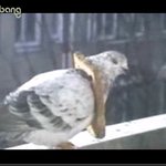 <b>식빵</b>이 목걸이 비둘기