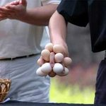 한 <b>주먹</b>만 집어가세요
