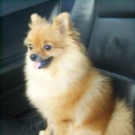 내동생 포메 <b>복실</b>이