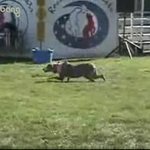 고양이 <b>처럼</b> 걷는 개