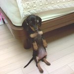 <b>울집</b> 강아지 둥이예요
