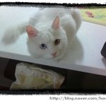 원목으로 <b>캣타워</b> 만들어봤어요~ ^^