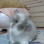내 사랑 토야들(롭이어), <b>천사들</b>이 여깄어요^^