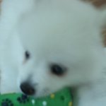 천방지축 예삐~