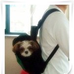 울귀여운 시<b>츄</b> 삼순이에요^ ^