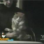 <b>포크</b>로 밥먹는 엽기고양이