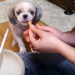 <b>새우</b>를 넘 좋아하는 울미미 ~~