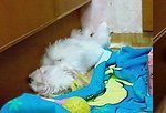 저희 똘이 증상좀 봐주세요~~~