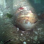 쭈꾸미 <b>동상</b>을 세운다고?