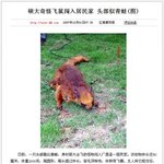 <b>날다람쥐</b>? 비만인가 괴물인가..아니면..라이츄??