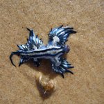 바다에 사는 희귀한 <b>생명체</b>들~*