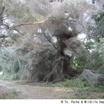 공원에서 초대형 거미줄 발견, 과학자들도 깜짝