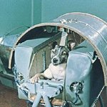 우주의 떠돌이 개 ‘<b>라이카</b>’ 너무불쌍..