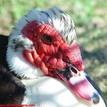 세상에서 가장 못생긴 동물 <b>top</b> 10