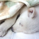 박명수닮은 우리 <b>코난</b>