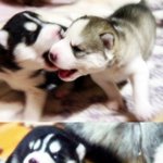 저희강아지 출산했어요~저번주 톡!(<b>생후</b>35일 사진 올라갑니다^^)