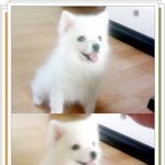 <b>울집</b> 개구쟁이 까루 '앉아'하는 사진~~